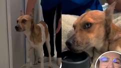 Cachorro apedrejado em Belém sai do coma e dá primeiros ...