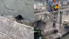 Cachorro cai em córrego e é resgatado pelos Bombeiros em SP