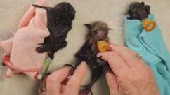 Morcegos-bebês provam que também podem ser fofinhos