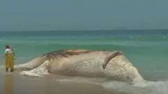 Baleia morta encalha em Ipanema