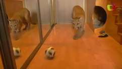 Casal russo torce na Copa do Mundo em casa com Messi, o puma
