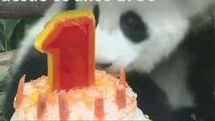 Filhote de panda ganha festa de aniversário na Malásia