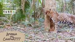 Onça nova na área: felino é flagrado pela primeira vez no Parque Nacional do Iguaçu