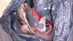 Escorpião amarelo é encontrado em sacola de calçados que era para doação em Toledo