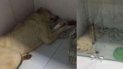 Cachorro em situação de maus-tratos morre em Cascavel