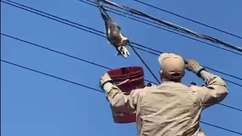 Veja resgate de gambá que estava preso em fios da rede elétrica no Paraná