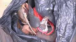 Escorpião amarelo é encontrado em sacola de calçados no PR