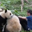 Pandas atacam cuidadora na frente de visitantes em zoológico; veja