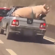 Motorista transporta porco amarrado em caçamba de carro; veja vídeo