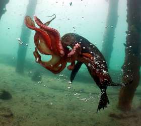 Pescadores descobrem baleias siamesas em laguna no México