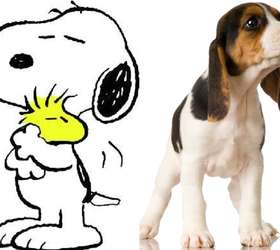 Bidu, Garfield e Pluto: veja as raças dos pets mais famosos da cultura pop  - Listas - BOL
