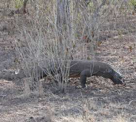 O dragão-de-Komodo pode atingir até 3 metros e chegar a 70 quilos. Em 2005, Sungai, que vivia no Zoológico de Londres, colocou ovos após estar apartada de qualquer companhia masculina por mais de dois anos. Um ano mais tarde, Flora, também na Inglaterra, em Chester, pôs 11 ovos não fertilizados. Com análise de cientistas, descobriu-se que esses animais podem se reproduzir também de forma assexuada, por partenogênese Foto: Wikimedia