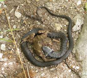 Qual o maior animal que uma cobra pode comer? Veja flagras