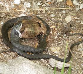 Qual o maior animal que uma cobra pode comer? Veja flagras