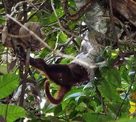 Qual o maior animal que uma cobra pode comer? Veja flagras