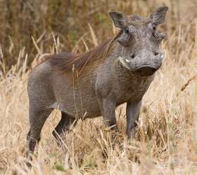 Peixe-bolha é eleito símbolo para preservação de 'animais feios