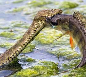 Qual o maior animal que uma cobra pode comer? Veja flagras