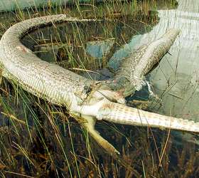 Qual o maior animal que uma cobra pode comer? Veja flagras