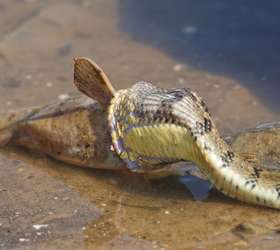 Qual o maior animal que uma cobra pode comer? Veja flagras