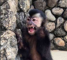 Veja 10 momentos fofos de Twelves, o macaco de Latino