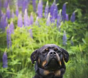 As fotos de pets mais engraçadas: veja finalistas de concurso - Forbes