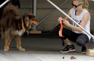 DNA ajudará a achar quem não recolhe cocô de cachorro da rua