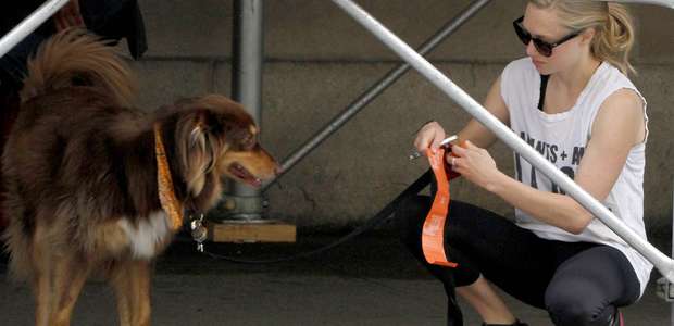 DNA ajudará a achar quem não recolhe cocô de cachorro da rua