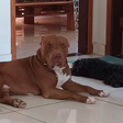 Pitbull é morto a facadas durante briga familiar no interior de MG