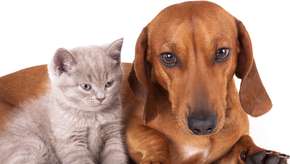 Curso online: aprenda mais sobre a saúde de cães e gatos