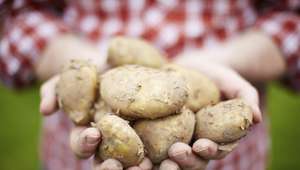 Você sabia que temos menos cromossomos do que as batatas?