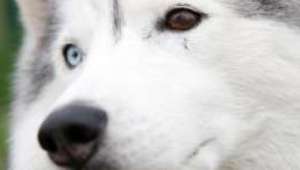 Cachorros salvam a vida de todos moradores de uma cidade