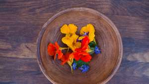 Capuchinha: a flor que enfeita e também enriquece a sua ...