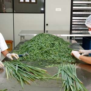 Plantas medicinais têm potencial inexplorado no Brasil