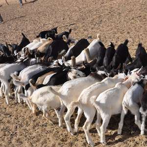 Técnicas de prevenção podem reduzir perdas pela estiagem
