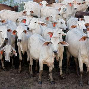 Manejo racional do gado aumenta rendimento da carne