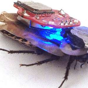 'Barata-robô' é usada para ensinar neurociência nas escolas