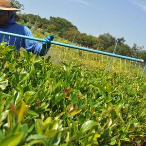 Para Bioflora, arborização urbana é negócio rentável