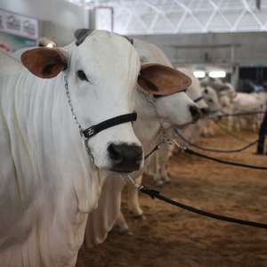 Feicorte se consolida com leilões e rodada de negócios