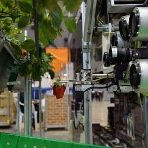 Japão cria robô capaz de colher apenas morangos maduros