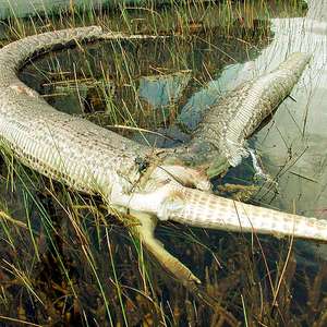 De bezerro a jacaré: quais são as maiores presas que uma ...