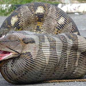 Qual o maior animal que uma cobra pode comer? Veja flagras