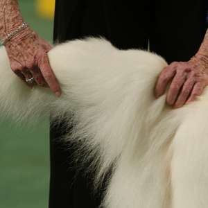 Por que cachorro corre atrás do próprio rabo?