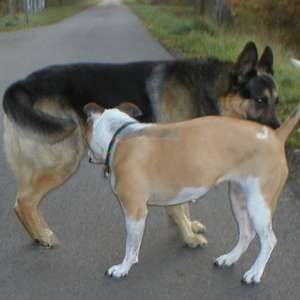 Por que cães cheiram o rabo uns dos outros?