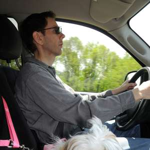 Cintos para cachorro trazem segurança, além de evitar multas