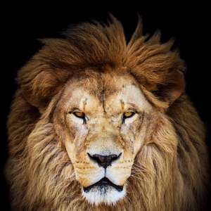 Advogado responde dúvidas sobre Imposto de Renda nesta terça