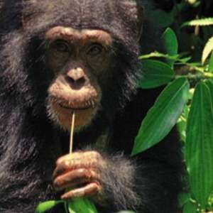 Chimpanzés são capazes de cozinhar, diz pesquisa de Harvard