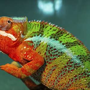 Não, camaleão não muda de cor para se camuflar! Você sabia?