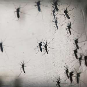 Fiocruz confirma presença do zika em saliva e urina