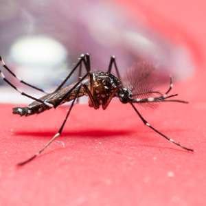 EUA investigam 14 casos de transmissão sexual de zika