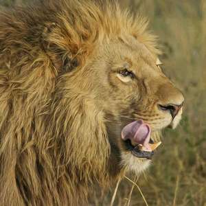 Número de declarações por dispositivos móveis cresce 78%